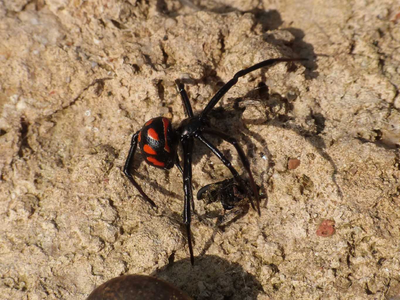 Latrodectus nel Lazio